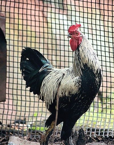 Cintoflex "M" - Black Polyethylene Poultry Netting, 3/4"x1" mesh, 4'x330' (SKU: CF34014-330)