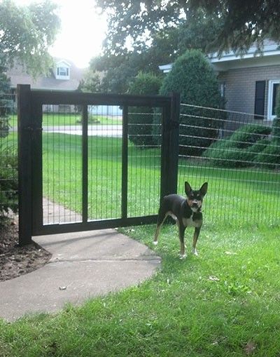 Welded Wire Mesh, VC, 12 gauge, 2"x4" mesh, 60"x100' - Black (SKU: VC122460B)